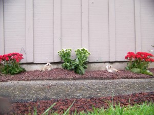 the new garden space by my back door