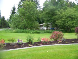 Side of garden looking north