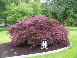 Japanese maple in front side yard