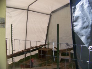 Inside of Extended Chicken Shed June 7 2015