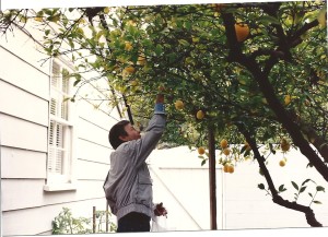 DeForest Kelley picking lemons